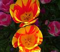 Тюльпан Вашингтон (Tulipa Washington) — фото 2