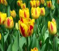 Тюльпан Вашингтон (Tulipa Washington) — фото 3