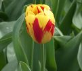 Тюльпан Вашингтон (Tulipa Washington) — фото 4