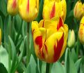 Тюльпан Вашингтон (Tulipa Washington) — фото 5