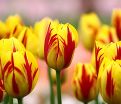Тюльпан Вашингтон (Tulipa Washington) — фото 6