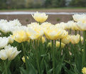 Тюльпан Верона (Tulipa Verona) — фото 3