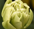 Тюльпан Верона (Tulipa Verona) — фото 4