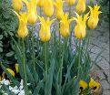 Тюльпан Вест Пойнт (Tulipa West Point) — фото 3