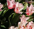 Тюльпан Виллем ван дер Аккер (Tulipa Willem van den Akker) — фото 2