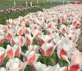 Тюльпан Виллем ван дер Аккер (Tulipa Willem van den Akker) — фото 5