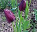 Тюльпан Винсент ван Гог (Tulipa Vincent Van Gogh) — фото 5