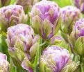 Тюльпан Виолет Пранаа (Tulipa Violet Pranaa) — фото 2