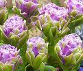 Тюльпан Виолет Пранаа (Tulipa Violet Pranaa) — фото 3