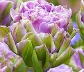 Тюльпан Виолет Пранаа (Tulipa Violet Pranaa) — фото 4