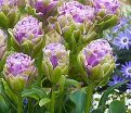 Тюльпан Виолет Пранаа (Tulipa Violet Pranaa) — фото 5