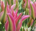 Тюльпан Виришик (Tulipa Virichic) — фото 2