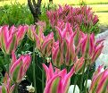 Тюльпан Виришик (Tulipa Virichic) — фото 3