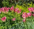 Тюльпан Виришик (Tulipa Virichic) — фото 4