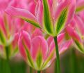 Тюльпан Виришик (Tulipa Virichic) — фото 5