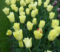 Тюльпан Ворлд Френдшип (Tulipa World Friendship) — фото 3