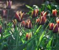 Тюльпан Гавота (Tulipa Gavota) — фото 4