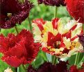 Тюльпан Галлери Микс (Tulipa Gallery Mix) — фото 2