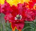 Тюльпан Гарден Файр (Tulipa Garden Fire) — фото 3