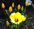 Тюльпан Голден Апельдорн (Tulipa Golden Apeldoorn) — фото 2