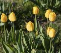 Тюльпан Голден Апельдорн (Tulipa Golden Apeldoorn) — фото 3