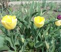 Тюльпан Голден Апельдорн (Tulipa Golden Apeldoorn) — фото 4