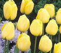 Тюльпан Голден Апельдорн (Tulipa Golden Apeldoorn) — фото 5