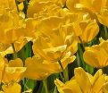 Тюльпан Голден Апельдорн (Tulipa Golden Apeldoorn) — фото 6