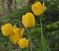 Тюльпан Голден Апельдорн (Tulipa Golden Apeldoorn) — фото 7