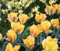 Тюльпан Голден Артист (Tulipa Golden Artist) — фото 2