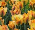 Тюльпан Голден Артист (Tulipa Golden Artist) — фото 3