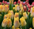 Тюльпан Голден Дайнести (Tulipa Golden Dynasty) — фото 2