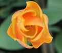 Тюльпан Голден Дайнести (Tulipa Golden Dynasty) — фото 3
