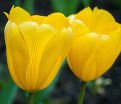 Тюльпан Голден Оксфорд (Tulipa Golden Oxford) — фото 2