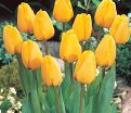 Тюльпан Голден Оксфорд (Tulipa Golden Oxford) — фото 3