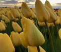 Тюльпан Голден Парад (Tulipa Golden Parade) — фото 2