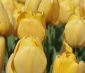 Тюльпан Голден Парад (Tulipa Golden Parade) — фото 3