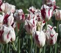 Тюльпан Гранд Перфекшн (Tulipa Grand Perfection) — фото 3