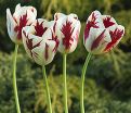 Тюльпан Гранд Перфекшн (Tulipa Grand Perfection) — фото 4