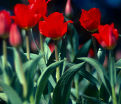 Тюльпан Гранд Престиж (Tulipa Grand Prestige) — фото 2