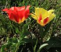 Тюльпан Грейга Красный (Tulipa Greigii Red) — фото 2