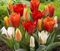 Тюльпан Грейга Микс (Tulipa Greigii Mix) — фото 3