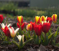 Тюльпан Грейга Микс (Tulipa Greigii Mix) — фото 4