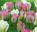 Тюльпан Грёнлэнд (Tulipa Groenland) — фото 4