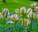 Тюльпан Грин Вейв (Tulipa Green Wave) — фото 3