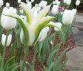 Тюльпан Грин стар (Tulipa Green star) — фото 2