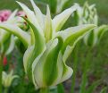 Тюльпан Грин стар (Tulipa Green star) — фото 3