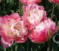 Тюльпан Дабл Шугар (Tulipa Double Sugar) — фото 2