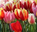 Тюльпан Дарвиновы гибриды микс (Tulipa Darwin Hybrid Mix) — фото 2