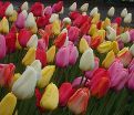 Тюльпан Дарвиновы гибриды микс (Tulipa Darwin Hybrid Mix) — фото 3